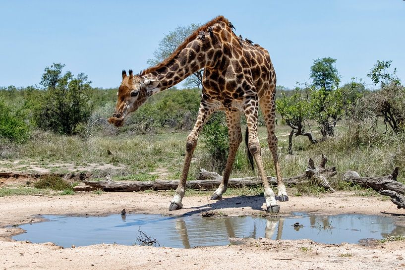 Girafe (Giraffa camelopardalis) homme buvant dans un étang par Nature in Stock