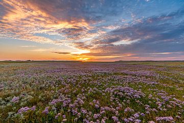Slufter Texel Zonsondergang  bloeiend lamsoor van Texel360Fotografie Richard Heerschap