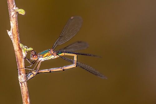 Dragonfly laying eggs