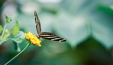 Schmetterling auf gelber Blume von Shanna van Mens Fotografie