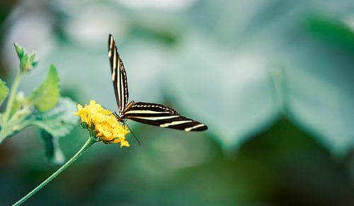 Butterfly on yellow flower