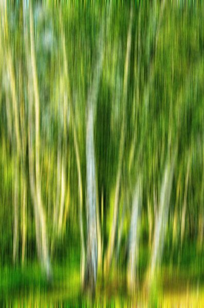 Abstracte berken van Dieter Walther
