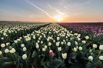 Champs de tulipes au lever du soleil. sur Peter Haastrecht, van