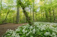 Badgerwood by Moetwil en van Dijk - Fotografie thumbnail