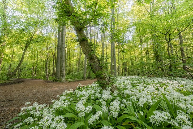 Badgerwood by Moetwil en van Dijk - Fotografie