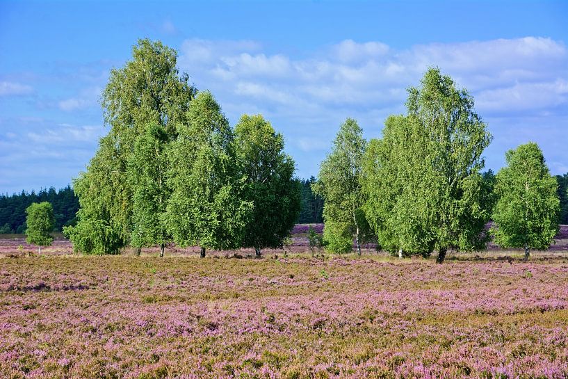 Prachtvolle Heideblüte in der Lüneburger Heide von Gisela Scheffbuch