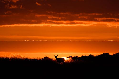 Rehwild bei Sonnenuntergang