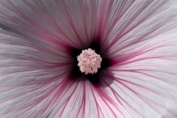 closeup van een roze en witte bloem van W J Kok