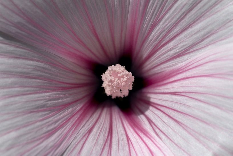 closeup of a pink and white flower by W J Kok
