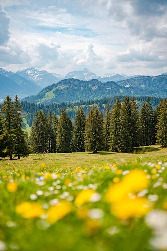 Uitzicht met paardenbloem op de Allgäuer Alpen en het Kleinwalsertal