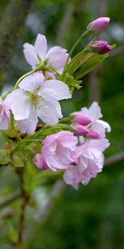 Japanische Zierkirsche