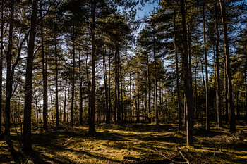 Ciel bleu dans la forêt par une journée ensoleillée