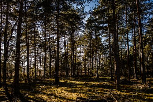 Ciel bleu dans la forêt par une journée ensoleillée