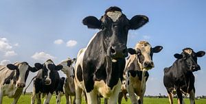 Groupe de vaches  sur Sjoerd van der Wal Photographie