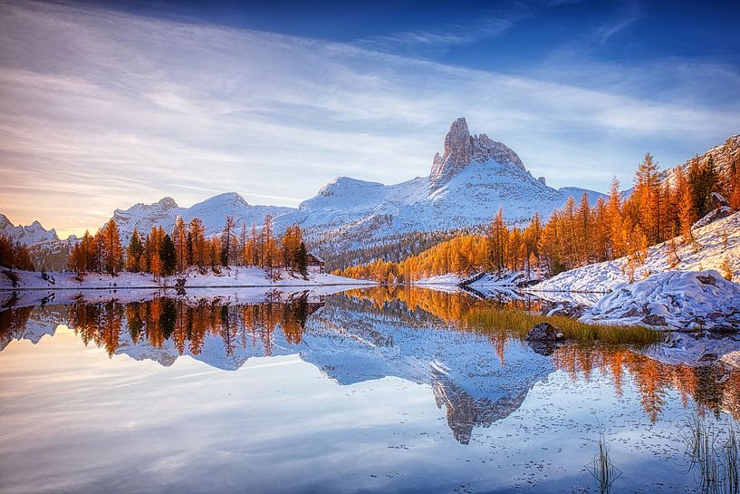 glowing larchs by Judith Kuhn