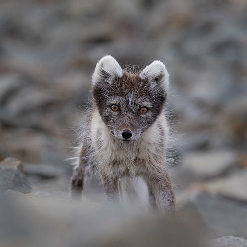 Auge in Auge mit dem Polarfuchs im Frühlingskleid