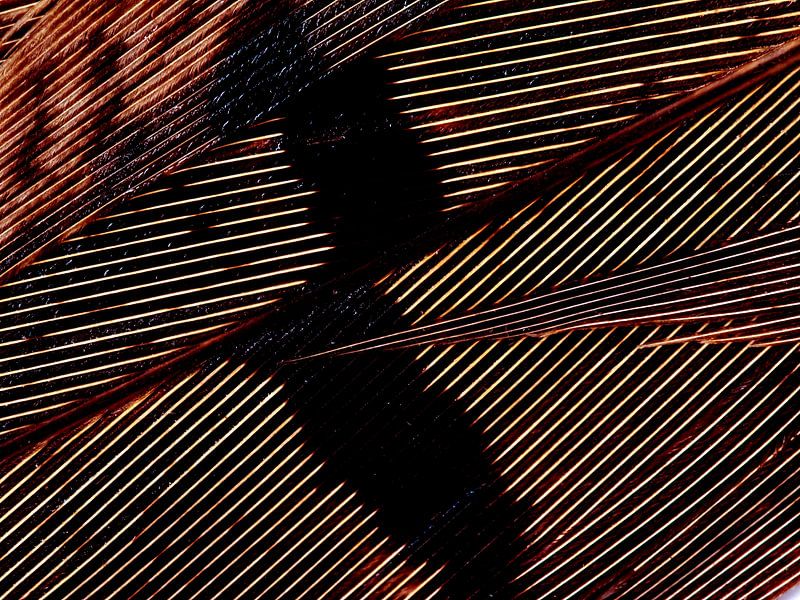 Fasanenfeder von Han van der Staaij