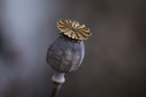 Coquelicot / Coquelicot[Coquelicot]