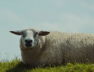 Juste un mouton