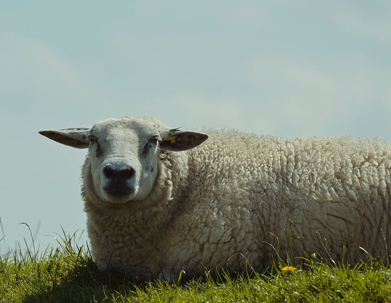 Just a sheep by Hilde Remerie Photography and digital art