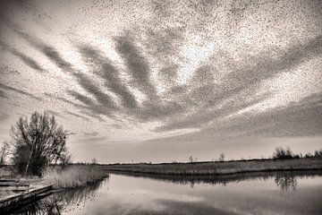 Paysage nuageux spectaculaire avec une volée d'étourneaux