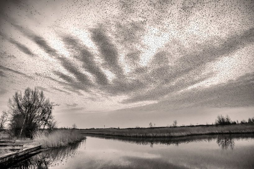 Paysage nuageux spectaculaire avec une volée d'étourneaux par Franke de Jong