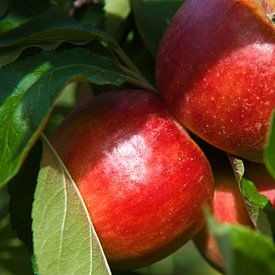 rode appels van George Burggraaff