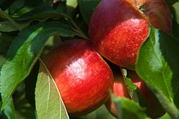 rode appels by George Burggraaff