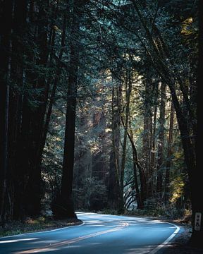 Red Woods Californië van swc07