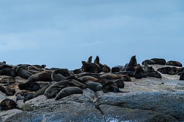 Vechten om een plaatsje op de rots te verwerven by Eric Hokke