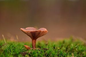 Champignon sur John Leeninga