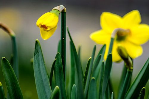 Gele narcis knop