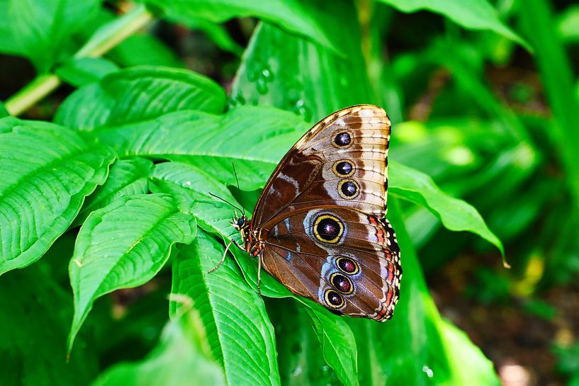 Butterfly on wonderful plants by Andreas Völkel