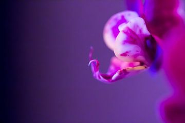 Rosa/violette Schmetterlingsorchidee 2 von de buurtfotograaf Leontien