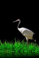 Japans / Chinese Kraanvogel