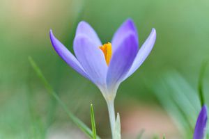 Crocus dans l'herbe