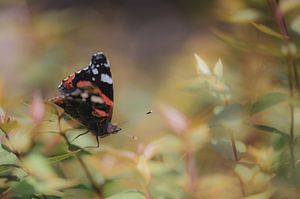soft aglais io