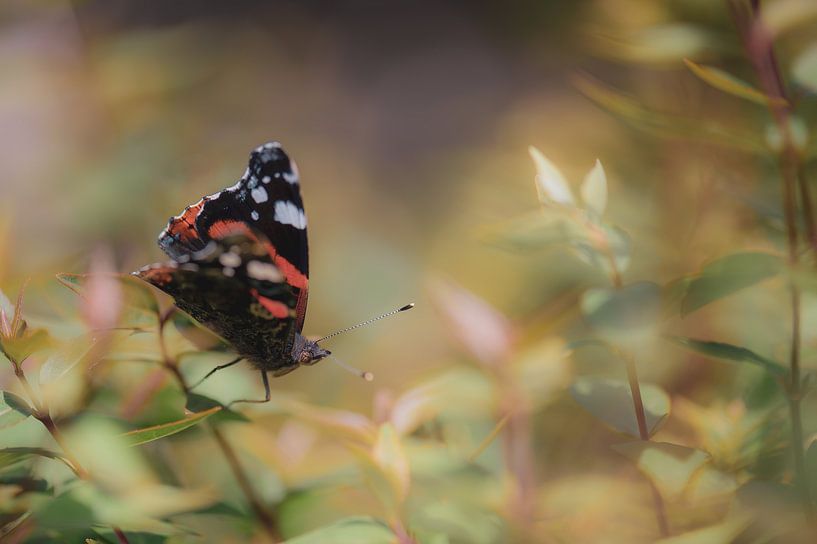 weiche Aglais io von Tania Perneel