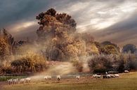 Sheep in the floodplain by Gerard Wielenga thumbnail