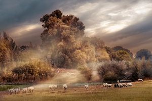 Moutons dans la plaine inondable sur Gerard Wielenga