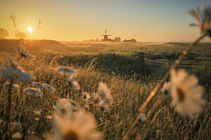 Schöner Sonnenaufgang im Polder