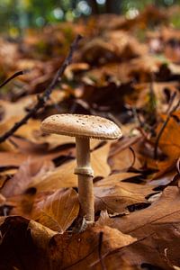 Champignons  sur Bas Nuijten