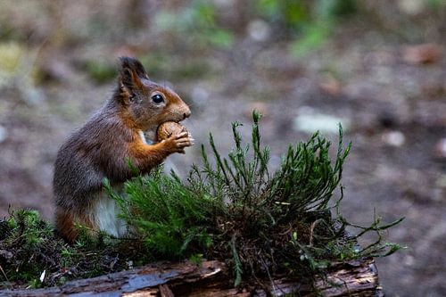Squirrel gnaws walnut
