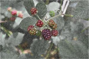 Fruit 8