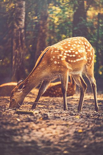 Een jong hert zoekt voedsel tijdens de ochtenduren in de beschutting van het bos