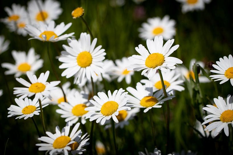 Gänseblümchen auf dem Feld von picsbyronenvief
