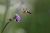 Papillon colibri