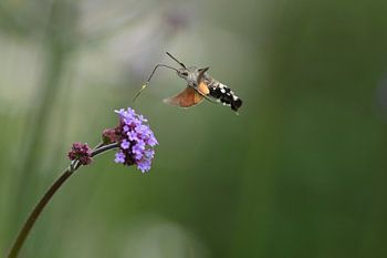 Hummingbird butterfly