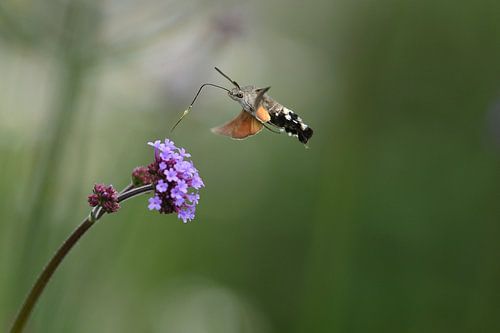 Kolibri-Schmetterling