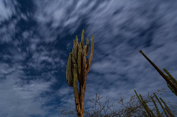 Cactus onder de sterren, Tatacoa